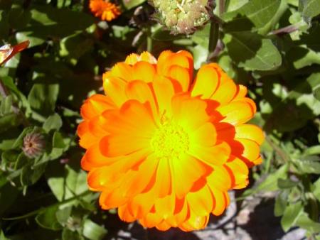 Fleurs