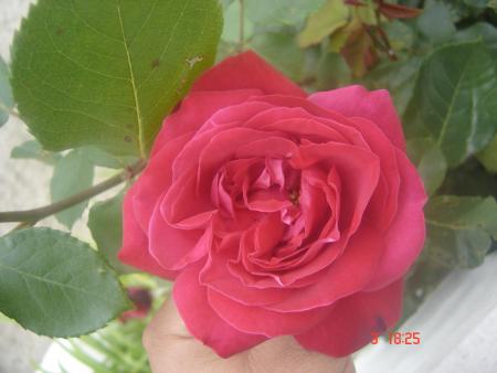 Rosa de Pascal obispo