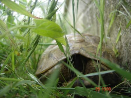 Fifine en train de manger